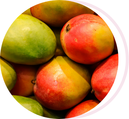 Fresh mango export chain in Senegal